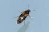 Anaspis sp.